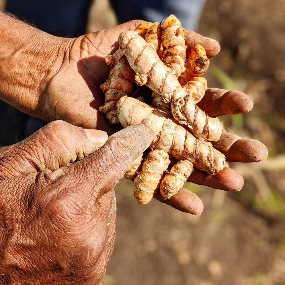 New Harvest Turmeric - Single Origin Spice &amp; Seasoning