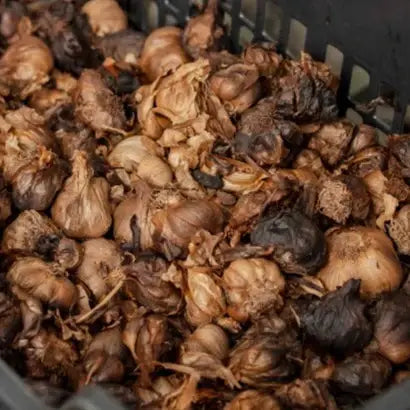 Close-up of black garlic