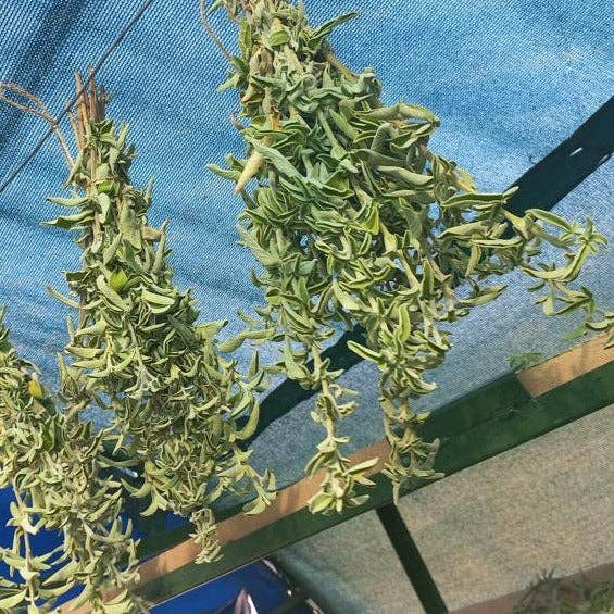Dried green plants on a blue tarp