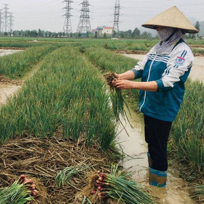 Person working in a rice field wearing a traditional hat and rain boots.